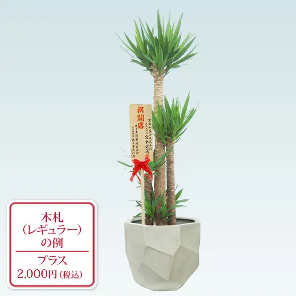 ユッカ(多面体型、グラスファイバー製鉢カバー付)　Lサイズ　レギュラー札付き