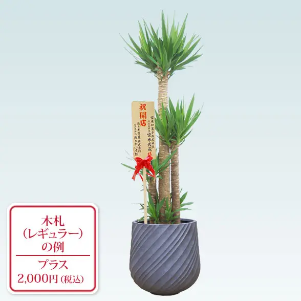 ユッカ(スパイラル型、グラスファイバー製鉢カバー付)　Lサイズ グレー　レギュラー札付き
