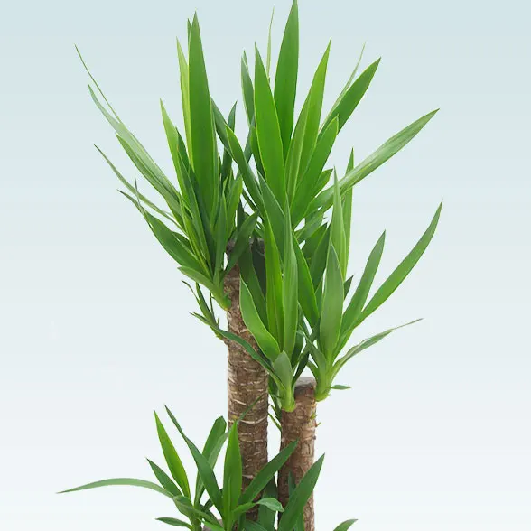 ユッカ(籐かご付、ダークブラウン色)　Ｍサイズ２