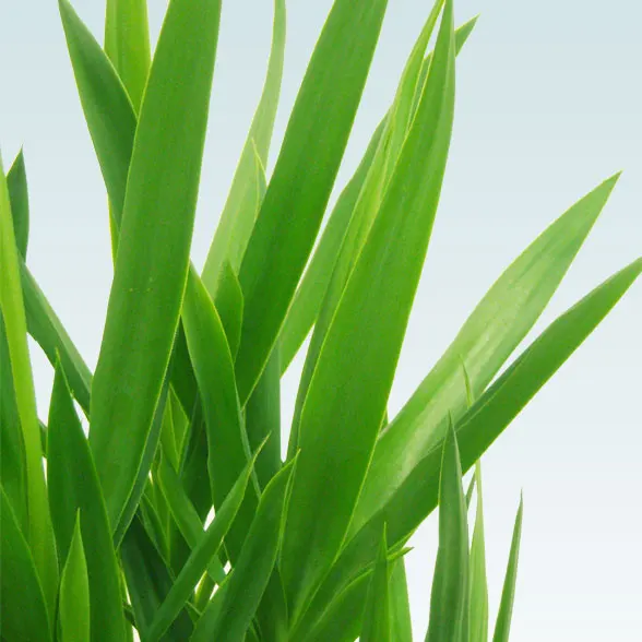 ユッカ(籐かご付、ダークブラウン色)　Ｍサイズ３