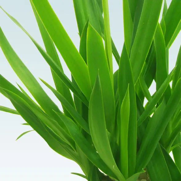 ユッカ(籐かご付、ダークブラウン色)　Ｍサイズ６