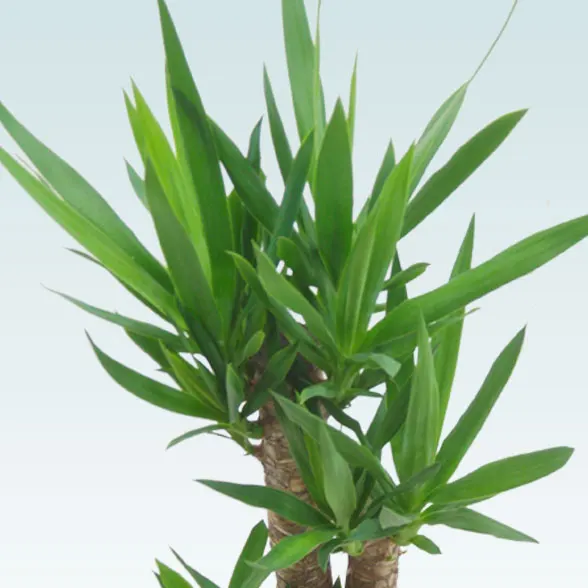 ユッカ(籐かご付、ダークブラウン色)　Ｍサイズ７