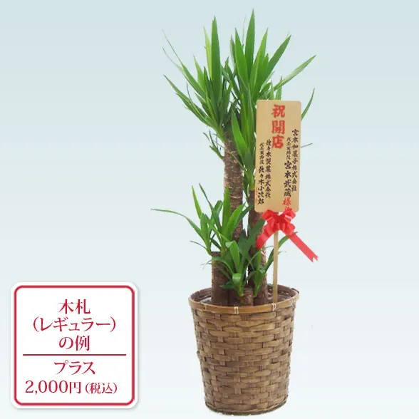 ユッカ(籐かご付、ダークブラウン色)　Ｍサイズ９