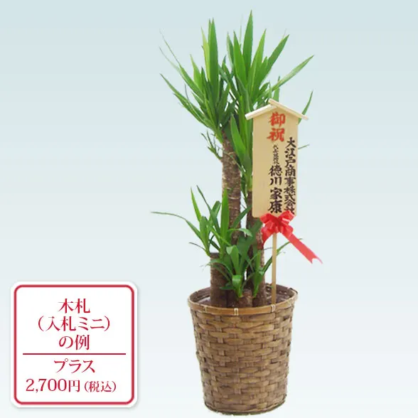 ユッカ(籐かご付、ダークブラウン色)　Ｍサイズ１０