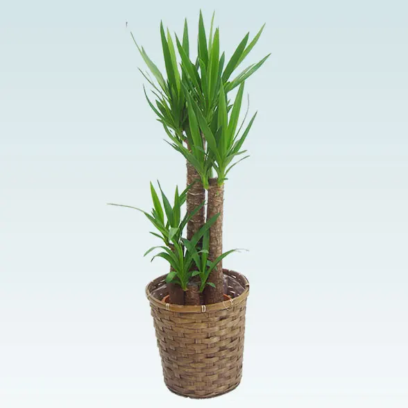 ユッカ(籐かご付、ダークブラウン色)　Ｍサイズ１１