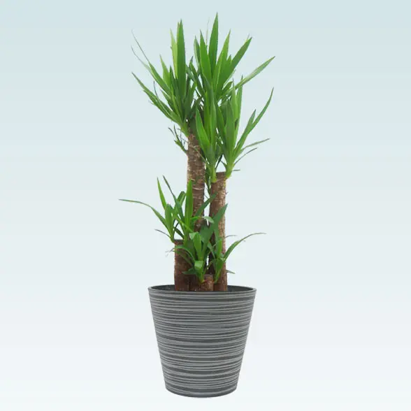 ユッカ(エコフレンドリーポット付)　Ｍサイズ
