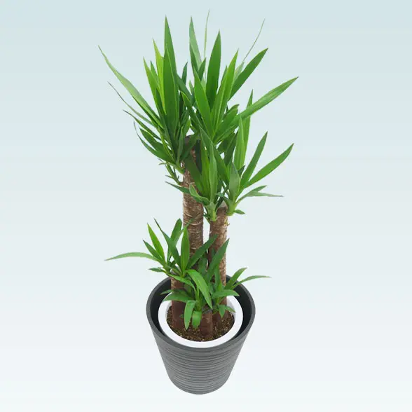 ユッカ(エコフレンドリーポット付)　Ｍサイズ 上から