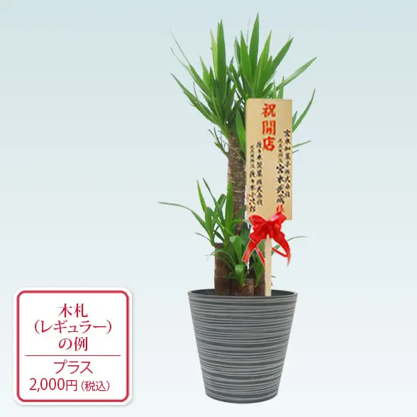 ユッカ(エコフレンドリーポット付)　Ｍサイズ　レギュラー札付き