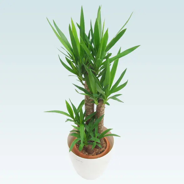 ユッカ(ラスターポット付)　Ｍサイズ４