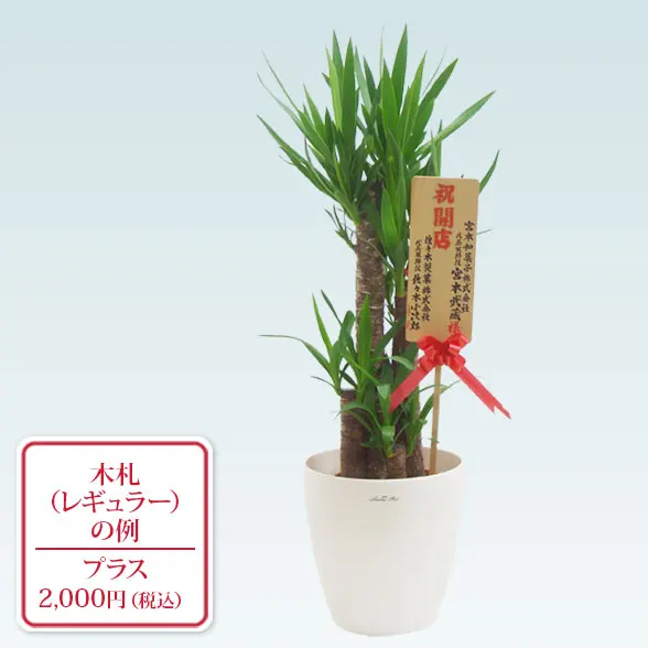 ユッカ(ラスターポット付)　Ｍサイズ９