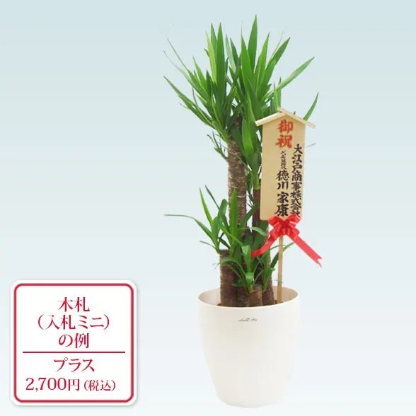 ユッカ(ラスターポット付)　Ｍサイズ１０