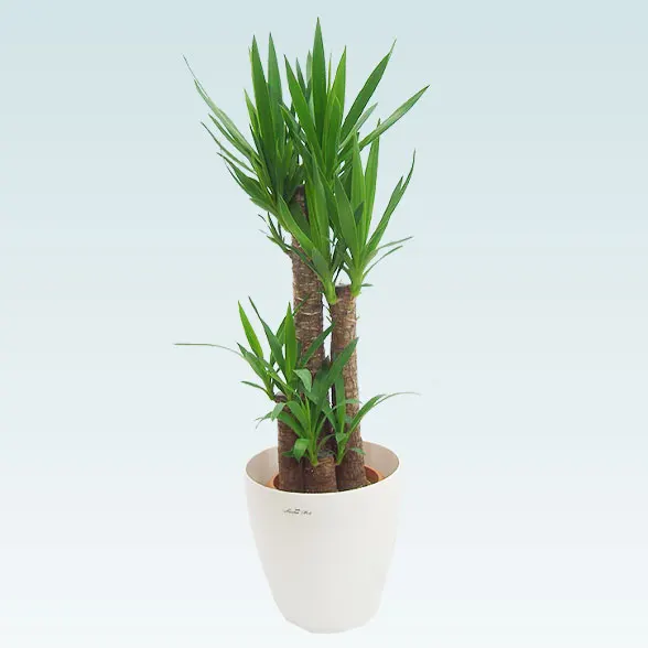 ユッカ(ラスターポット付)　Ｍサイズ１１