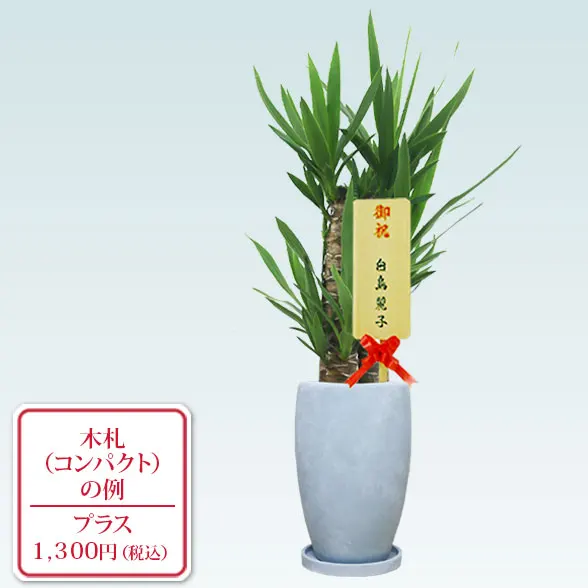 ユッカ(陶器鉢　オーバル型　パステルブルー)　11