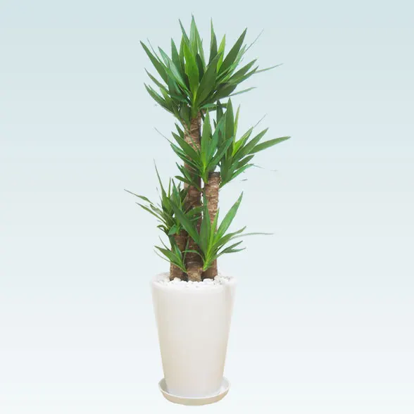 ユッカ(陶器鉢植込み、ラウンドタイプ白色)１