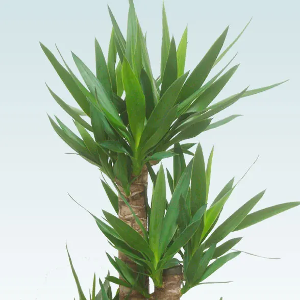 ユッカ(陶器鉢植込み、ラウンドタイプ白色)２