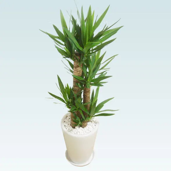 ユッカ(陶器鉢植込み、ラウンドタイプ白色)３