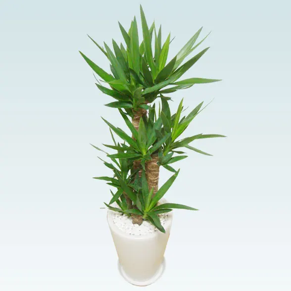ユッカ(陶器鉢植込み、ラウンドタイプ白色)６