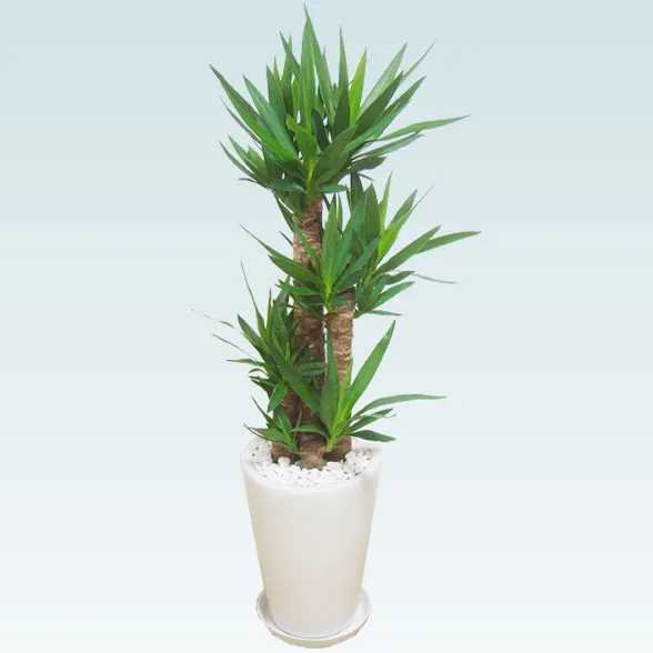 ユッカ(陶器鉢植込み、ラウンドタイプ白色)７