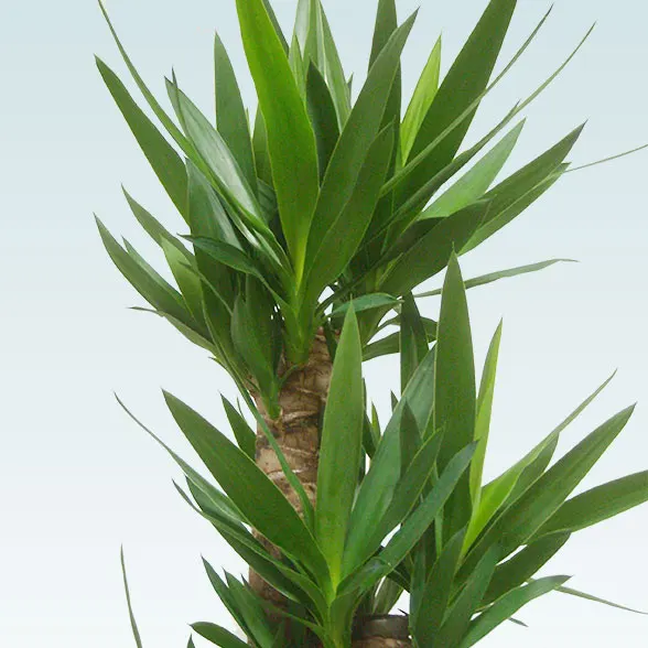 ユッカ(陶器鉢植込み、ラウンドタイプ白色)１１