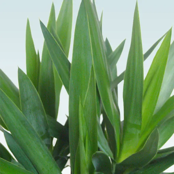 ユッカ(陶器鉢植込み、ラウンドタイプ白色)１６