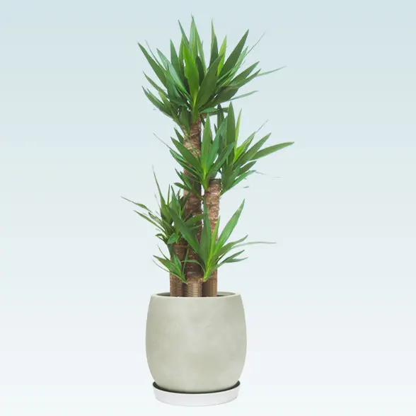 ユッカ(グラスファイバー製鉢植込み、バルーン型)1