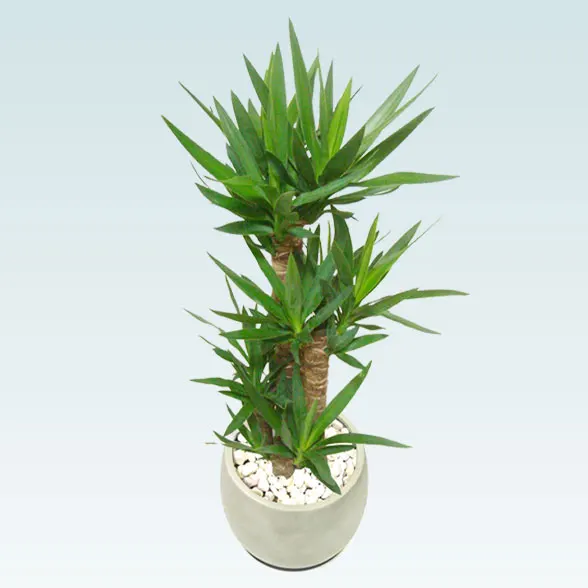 ユッカ(グラスファイバー製鉢植込み、バルーン型)6