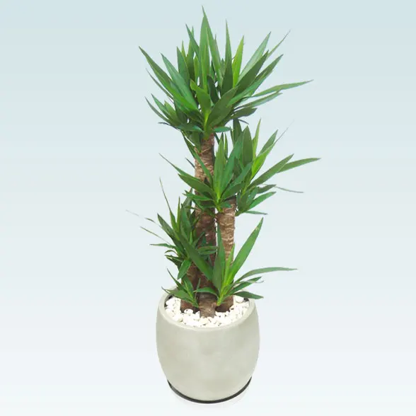 ユッカ(グラスファイバー製鉢植込み、バルーン型)7