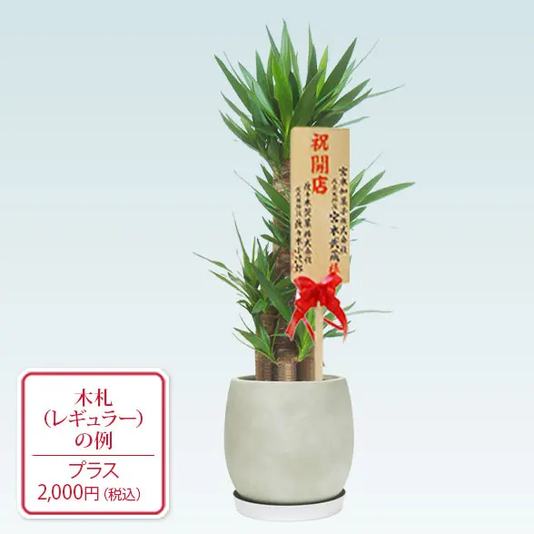 ユッカ(グラスファイバー製鉢植込み、バルーン型)9