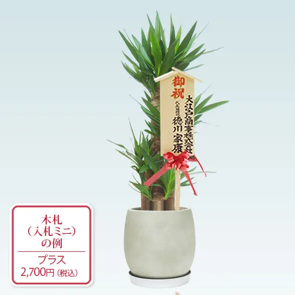 ユッカ(グラスファイバー製鉢植込み、バルーン型)10