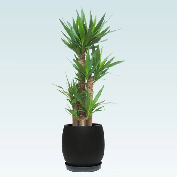ユッカ(グラスファイバー製鉢植込み、バルーン型)1