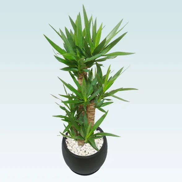 ユッカ(グラスファイバー製鉢植込み、バルーン型)6