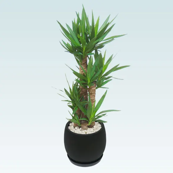 ユッカ(グラスファイバー製鉢植込み、バルーン型)7