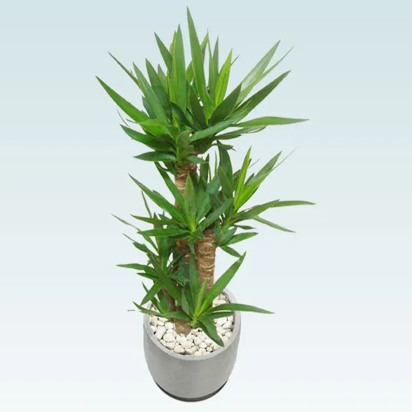 ユッカ(グラスファイバー製鉢植込み、チューリップ型)6