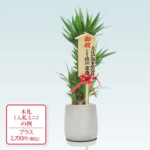 ユッカ(グラスファイバー製鉢植込み、チューリップ型)10