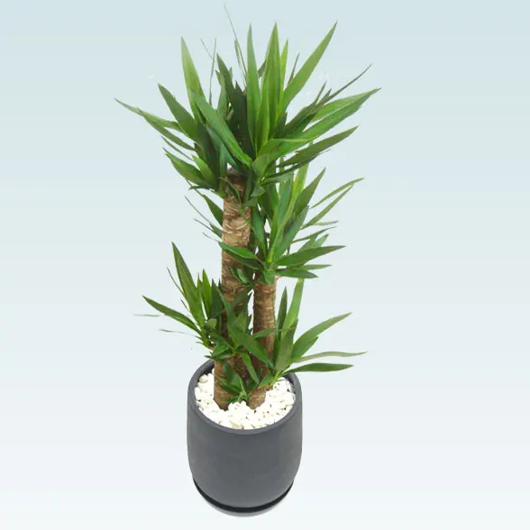 ユッカ(グラスファイバー製鉢植込み、チューリップ型)3