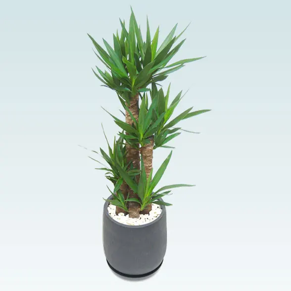 ユッカ(グラスファイバー製鉢植込み、チューリップ型)7