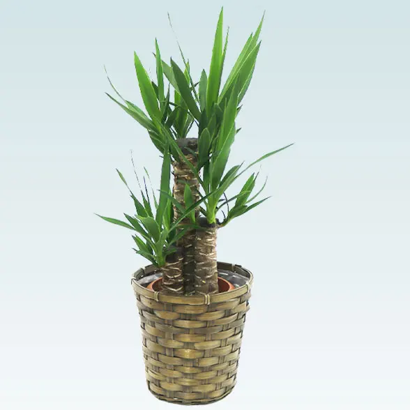 ユッカ(籐かご付、ダークブラウン色)　Ｓサイズ6