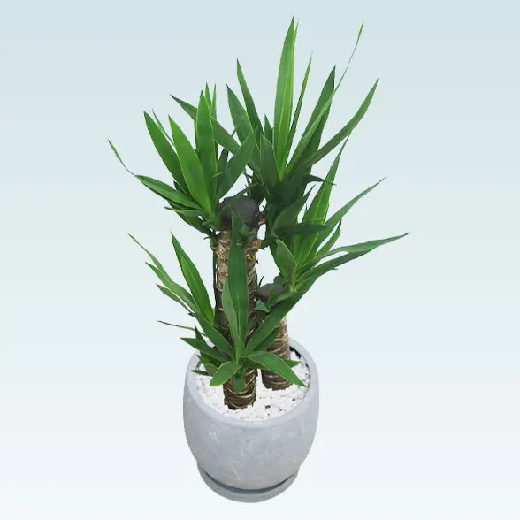 ユッカ(陶器鉢　ボウル型)3