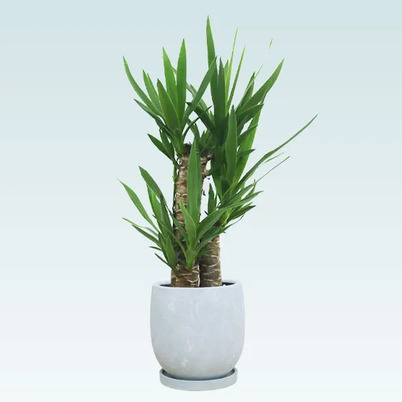 ユッカ(陶器鉢　ボウル型)4