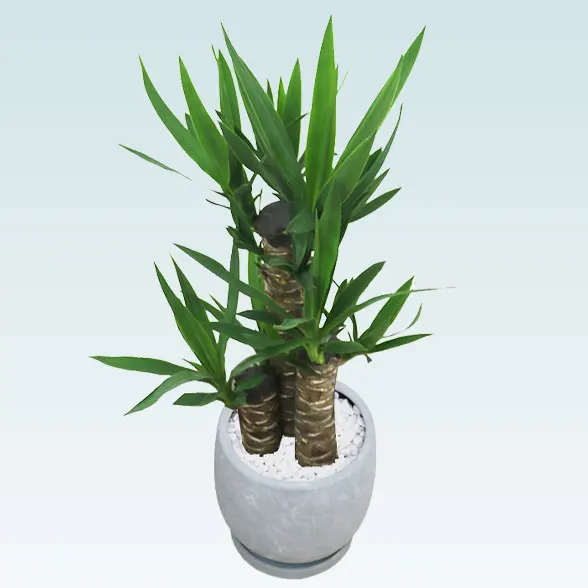 ユッカ(陶器鉢　ボウル型)5