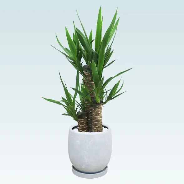 ユッカ(陶器鉢　ボウル型)6