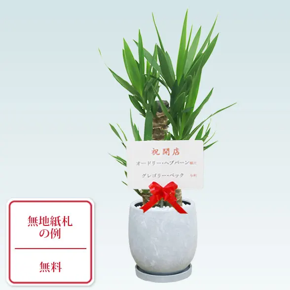 ユッカ(陶器鉢　ボウル型)10