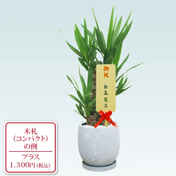 ユッカ(陶器鉢　ボウル型)11