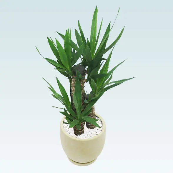 ユッカ(陶器鉢　ボウル型　パステルカラー)イエロー　上から