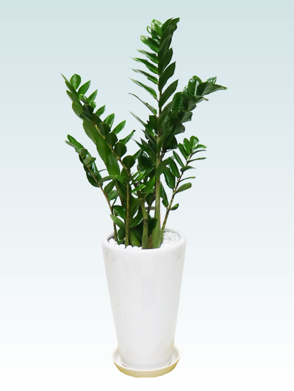ザミオクルカス(陶器鉢植込み、6号ラウンド白色) スタイリッシュ/観葉