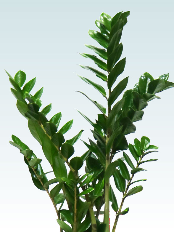 ザミオクルカス（陶器鉢植込み、６号ラウンド白色）　スタイリッシュ２