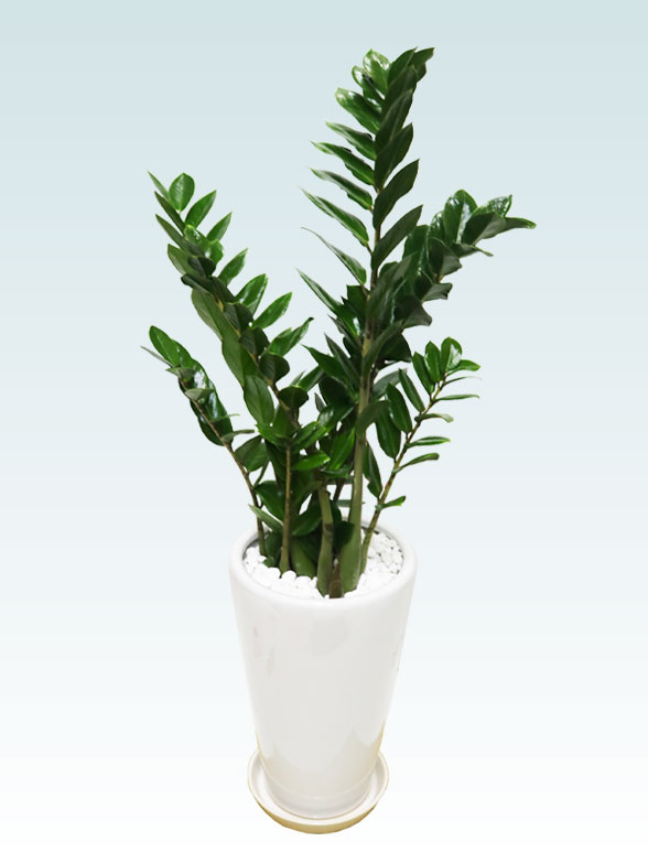 ザミオクルカス（陶器鉢植込み、６号ラウンド白色）　スタイリッシュ３