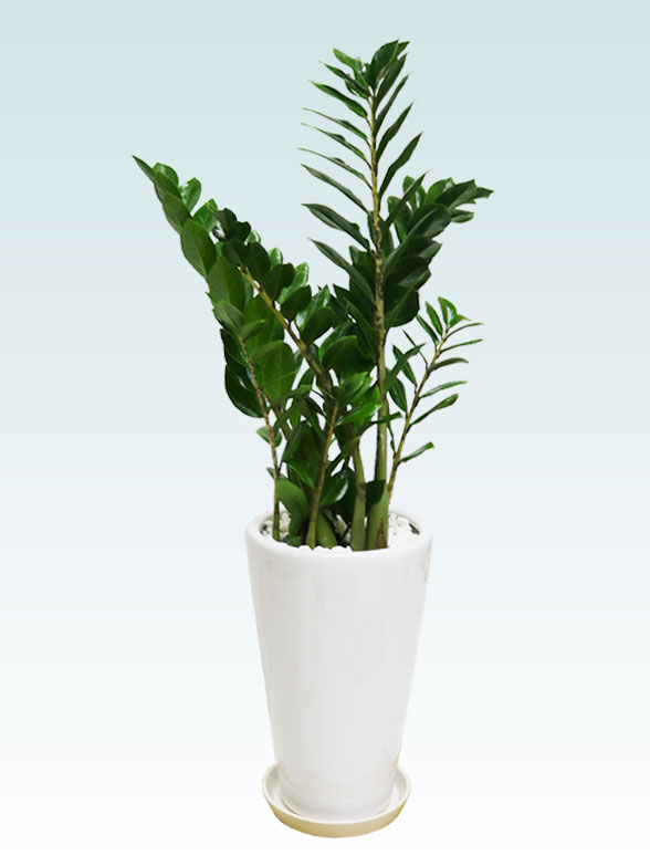 ザミオクルカス（陶器鉢植込み、６号ラウンド白色）　スタイリッシュ６