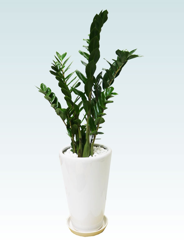 ザミオクルカス（陶器鉢植込み、６号ラウンド白色）　スタイリッシュ７