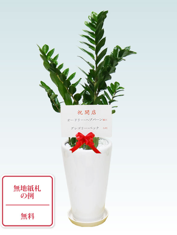 ザミオクルカス（陶器鉢植込み、６号ラウンド白色）　スタイリッシュ９
